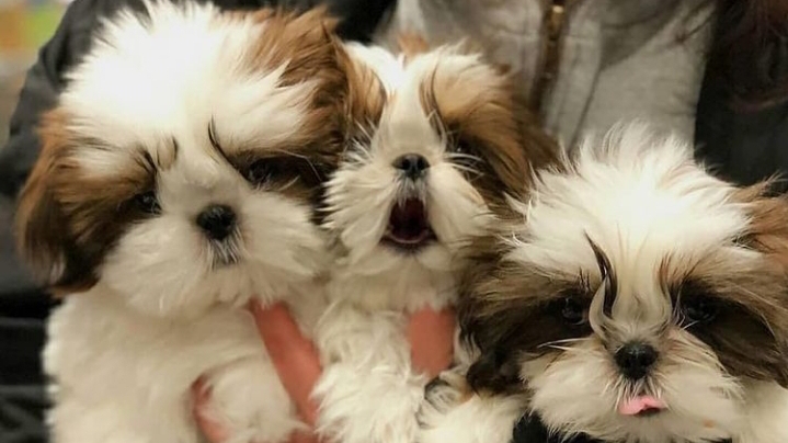 Shih Tzu Puppies For Rehoming