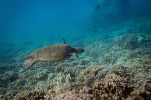 Ocean Project Maui - Private Snorkel Tours on Maui image
