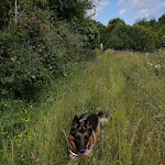 Photo n° 1 de l'avis de Valerie.o fait le 11/08/2022 à 15:54 pour Clinique vétérinaire Kerzouvet Saint pol de Leon à Saint-Pol-de-Léon