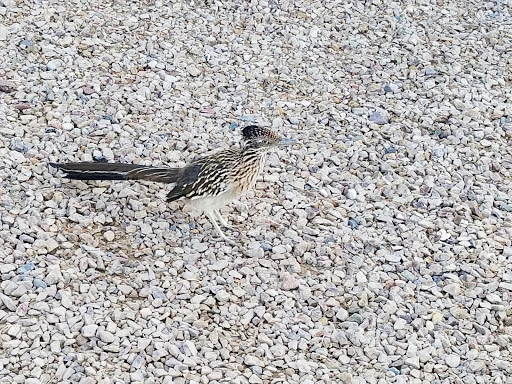 Golf Club «Quarry Pines Golf Club», reviews and photos, 8480 N Continental Links Dr, Tucson, AZ 85743, USA