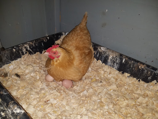 Pet Supply Store «The Natural Pet Center At Ireland Corners», reviews and photos, 609 NY-208, Gardiner, NY 12525, USA