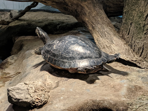 Science Museum «South Shore Natural Science Center», reviews and photos, 48 Jacobs Ln, Norwell, MA 02061, USA