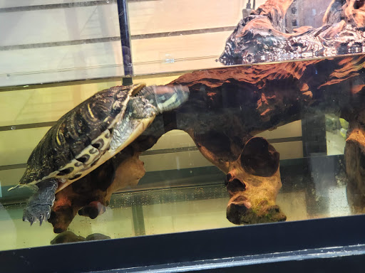 Pet Store «Pet Advantage», reviews and photos, 350 Dorset St # 1, South Burlington, VT 05403, USA