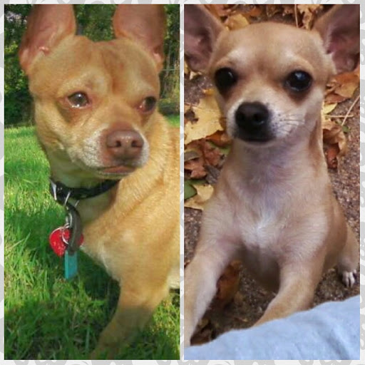 Pet Supply Store «PetSmart», reviews and photos, 2525 W Wheatland Rd, Dallas, TX 75237, USA