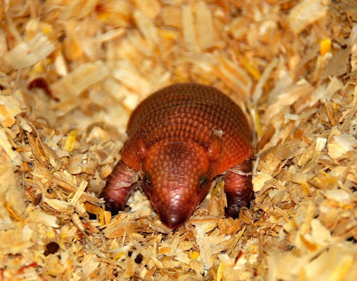 Pet Store «B & B Pet Stop, Inc.», reviews and photos, 5035 Cottage Hill Rd, Mobile, AL 36609, USA