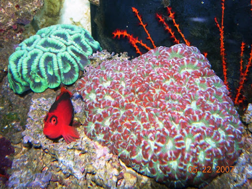 Pet Supply Store «Tropical FantaSeas Aquariums», reviews and photos, 3965 Investment Ln, West Palm Beach, FL 33404, USA