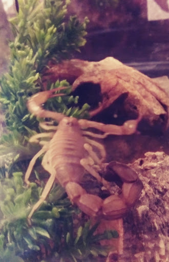 Pet Store «Fin & Feather of Ashland», reviews and photos, 307 S Center St, Ashland, VA 23005, USA