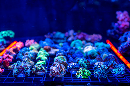 Tropical Fish Store «Greenwich Aquaria», reviews and photos, 1064 E Putnam Ave, Riverside, CT 06878, USA