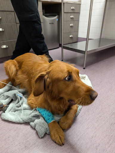 Pembina Veterinary Hospital image