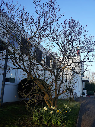 Extérieur hôtels Oymanns 23619 Hamberge