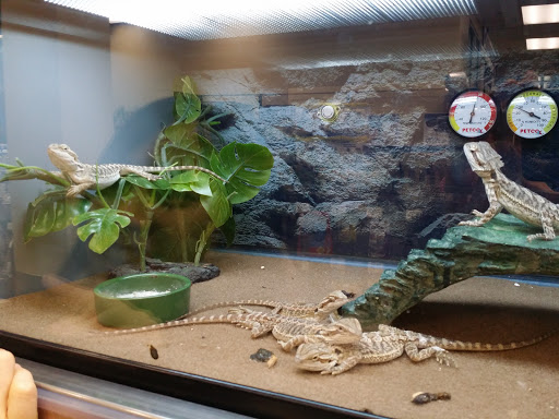 Pet Supply Store «Petco Animal Supplies», reviews and photos, 25451 Horace Harding Expy, Little Neck, NY 11362, USA