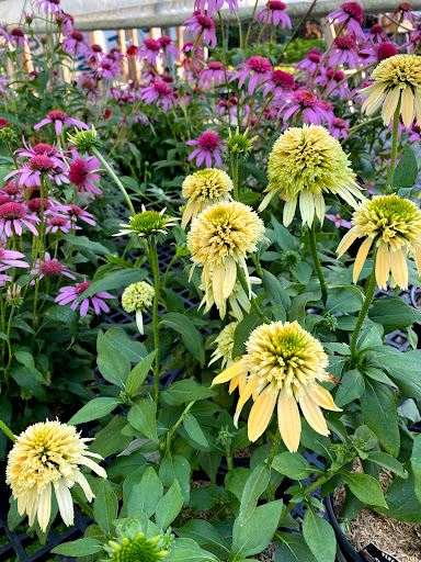 Beyond Your Garden - Plant & Perennial Nursery, Flower Sales, Garden Center in Broadalbin NY image 3