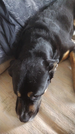 Pet Supply Store «Petco Animal Supplies», reviews and photos, 18578 Coastal Hwy #12, Rehoboth Beach, DE 19971, USA