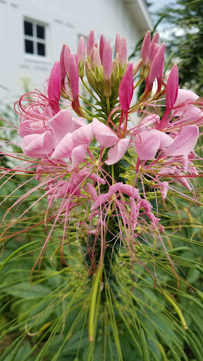 Park «Hampe Park», reviews and photos, 297 W Lies Rd, Carol Stream, IL 60188, USA