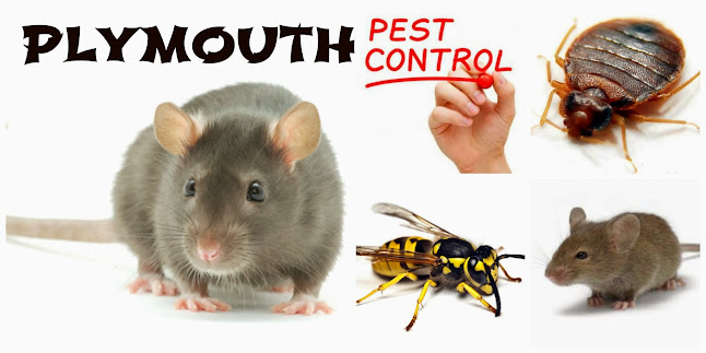 Plymouth Pest Control - Pest control service