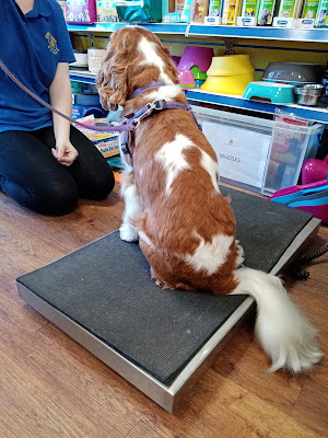 Creatures Great and Small