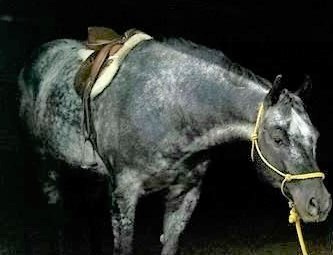 Tack Shop «3 Gems Tack & Stables», reviews and photos, 1175 85th Ave NW, Moorhead, MN 56560, USA