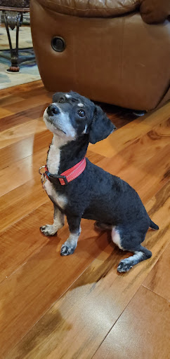 Pet Supply Store «Petco Animal Supplies», reviews and photos, 175 Grandview Blvd #600, Madison, MS 39110, USA