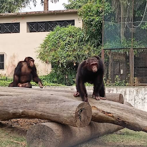 Zoological Garden, Alipore Zoo