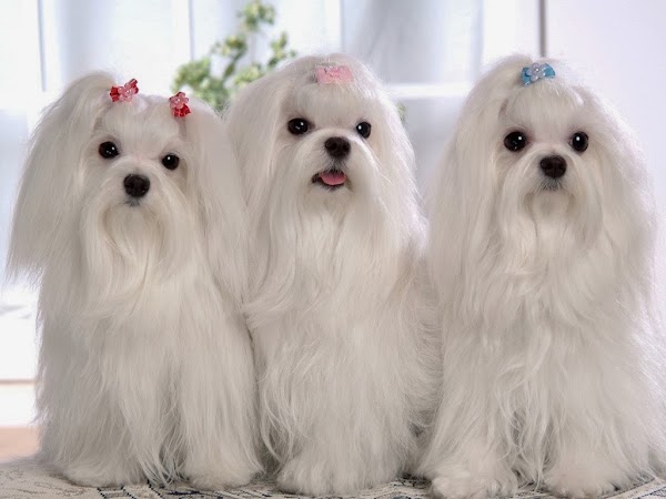 Aquazul Peluquería Canina