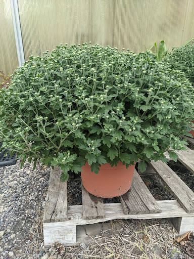 Wholesale Plant Nursery «Garden Fantasy», reviews and photos, 43250 Tyler Rd, Belleville, MI 48111, USA