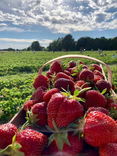Heeman's - Pick Your Own Strawberry Patch