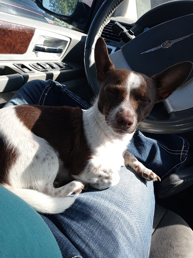 Pet Supply Store «Pet Supplies Plus», reviews and photos, 11972 Saginaw St, Mt Morris, MI 48458, USA