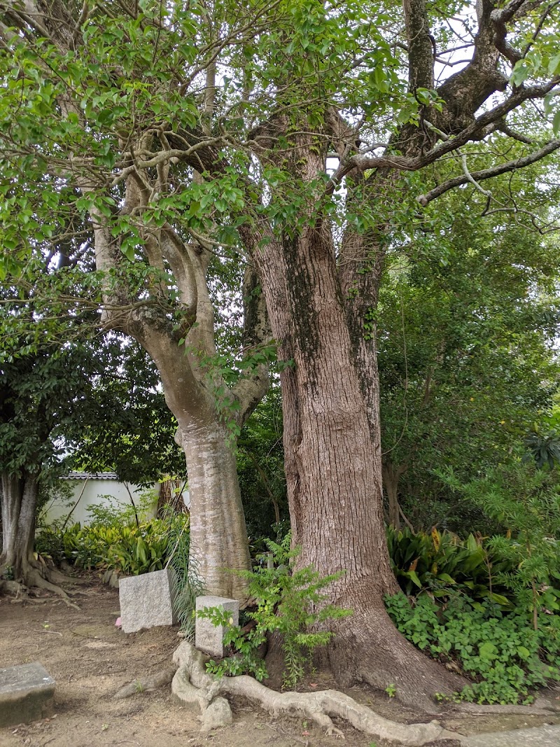 土岐邸の大カキの木(香川県の保存木)