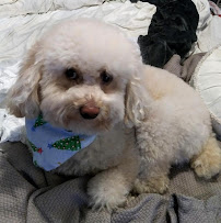 Girly's Pet Sitting - Photo 3 - Car repair in East Palo Alto, CA, San Jose