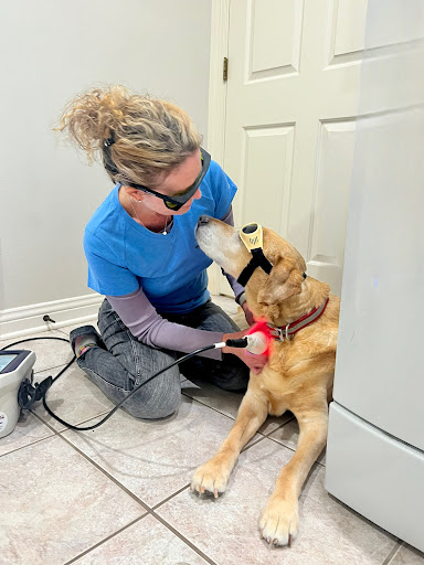 The Comfort Vet image