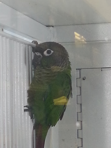 Pet Supply Store «Petco Animal Supplies», reviews and photos, 165 N McDowell Blvd, Petaluma, CA 94954, USA