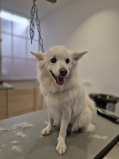 Pensioni per cani e dog hotel a DOG SALOON ROXY