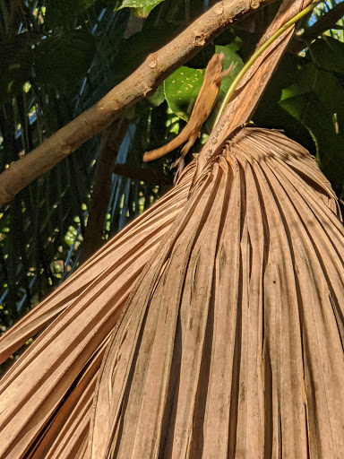 Park «Greynolds Park», reviews and photos, 17530 W Dixie Hwy, North Miami Beach, FL 33160, USA