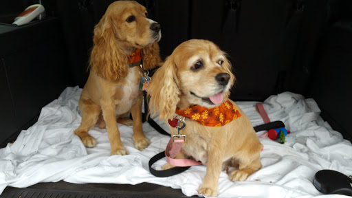 Pet Supply Store «PetSmart», reviews and photos, 5005 S 74th St, Greenfield, WI 53220, USA