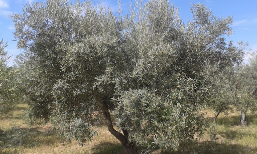 TOLDOS CAUDETE S.L. – (Caudete)