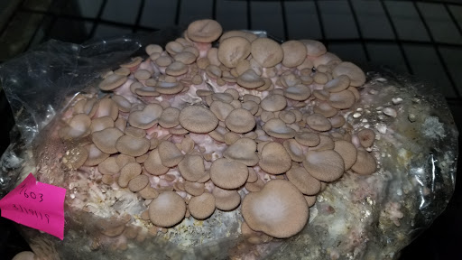 Produce Market «The Woodlands at Phillips», reviews and photos, 1020 Kaolin Rd, Kennett Square, PA 19348, USA