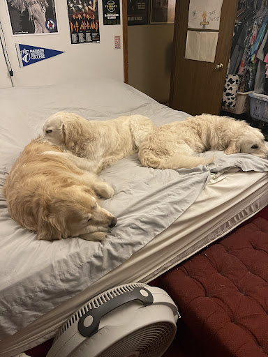 Pet Supply Store «PetSmart», reviews and photos, 2113 E Geneva St, Delavan, WI 53115, USA