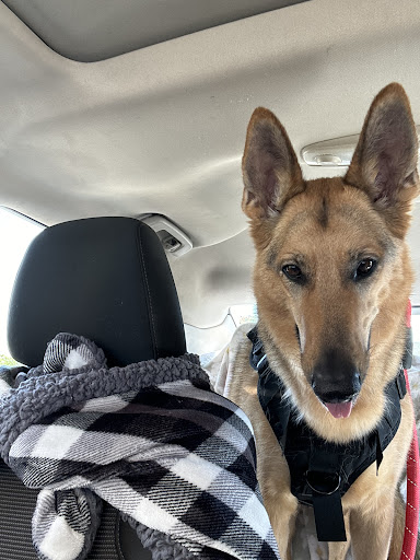 Meadow Brook Animal Clinic image