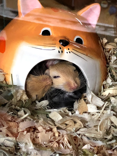 Pet Store «Pet Nation Llc», reviews and photos, 1898 Andorra St, Navarre, FL 32566, USA