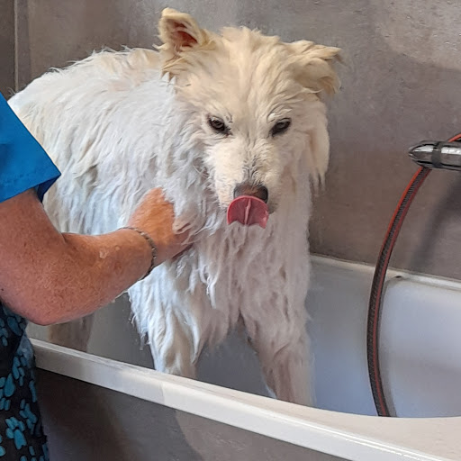 Hundesalon Bello Wello unter Dunningen, 