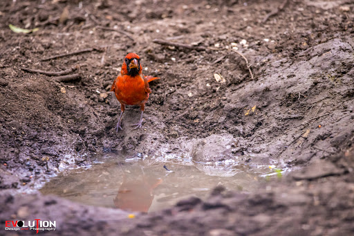 Nature Preserve «Warbler Woods», reviews and photos, 19349 Old Wiederstein Rd, Cibolo, TX 78108, USA