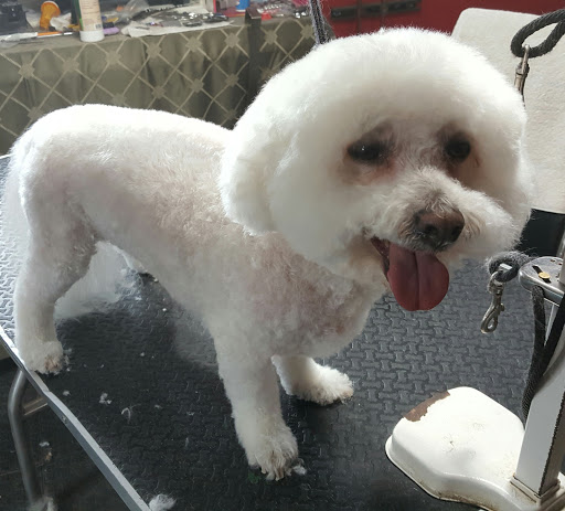 Pet Groomer «Precious Paws Pet Grooming», reviews and photos, 1807 Franklin St, Michigan City, IN 46360, USA