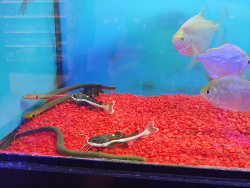 Pet Store «Exotic Fish & Pets», reviews and photos, 3272 N 5th Street Hwy, Reading, PA 19605, USA