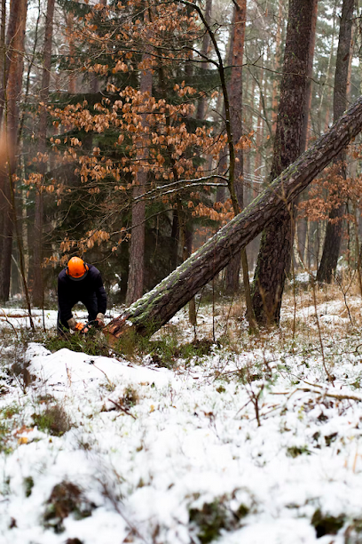 Bergby Trefelling