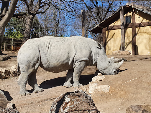 Recinto dei rinoceronti