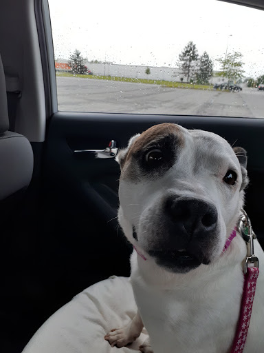 Pet Supply Store «PetSmart», reviews and photos, 263 Midway Blvd, Elyria, OH 44035, USA