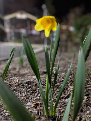 Park «Carl Schurz Park», reviews and photos, East 86th Street & East End Ave, New York, NY 10028, USA