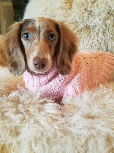 Pet Store «Fetch & Friskers Barkery and Bow-tique», reviews and photos, 701 S Main St, Boerne, TX 78006, USA