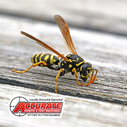Pest Control Service «Accurate Termite & Pest Solutions», reviews and photos