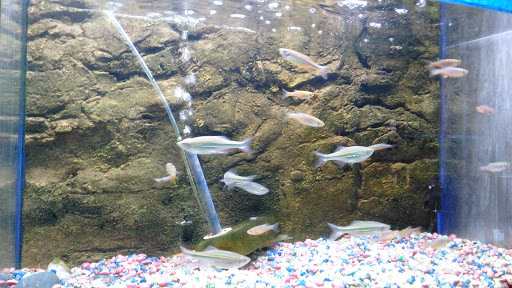 Tropical Fish Store «Pass Road Pet Center (Just Fish)», reviews and photos, 1939 Pass Rd, Biloxi, MS 39531, USA